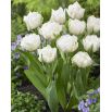 Tulipan Mount Tacoma - opak. 5 szt.