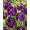 Tulipan Negrita Double - opak. 5 szt.