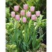 Tulipan Pink Diamond - opak. 5 szt.