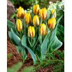 Tulipan Ravana - opak. 5 szt.