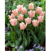Tulipan Rejoyce - opak. 5 szt.