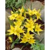 Tulipan Urumiensis - opak. 5 szt.