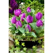 Tulipan Baby Blue - opak. 5 szt.