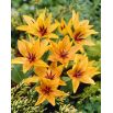 Tulipan Praestans Shogun - opak. 5 szt.