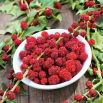 Komosa rózgowa - Strawberry Sticks