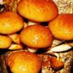 Łuskwiak nameko