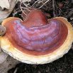Lakownica lśniąca, lakownica żółtawa - Reishi
