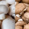 Pieczarka biała i brązowa do uprawy w domu i ogrodzie - 2 w 1 - 10 kg