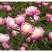 Piwonia, Paeonia - Bowl of Beauty - sadzonka