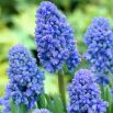 Szafirek Muscari Blue Spike - duża paczka - 100 szt.