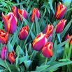 Tulipan Slawa - opak. 5 szt.