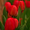 Tulipan czerwony - Red - duża paczka! - 50 szt.