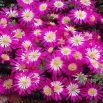 Zawilec grecki - Pink Star - 8 szt.