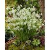 Śniedek zwisły - Ornithogalum nutans - 10 szt.