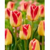 Tulipan Candy Corner - opak. 5 szt.