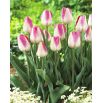 Tulipan Innuendo - opak. 5 szt.