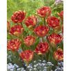 Tulipan Sundowner - opak. 5 szt.