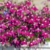 Lobelia przylądkowa karminowoczerwona - Stroiczka