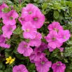 Petunia wielkokwiatowa - różowa