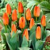 Tulipan niski pomarańczowy - Greigii orange - 5 szt.