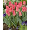 Tulipan niski różowy - Greigii pink - 5 szt.