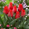 Tulipan niski czerwony - Greigii red - 5 szt.