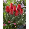 Tulipan niski czerwony - Greigii red - 5 szt.