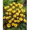 Krokus Gipsy Girl - 10 szt.