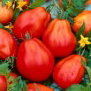 Pomidor Red Pear - wysoki