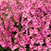 Diaskia Pink Queen