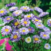 Aster karłowy Ribbon Blue - niebieski