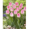 Tulipan First Class - 5 szt.