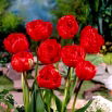Tulipan Miranda - opak. 5 szt.