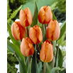 Tulipan pomarańczowy - Orange - 5 szt.