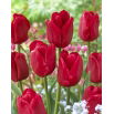 Tulipan Ile de France - opak. 5 szt.