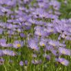 Aster alpejski - mieszanka