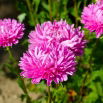 Aster - Contraster - różowobiały
