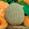 Melon Emir F1
