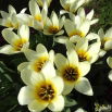 Tulipan niski - Concerto - 5 szt.