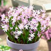 Śnieżnik Chionodoxa forbesii Pink Giant - op. 10 szt.