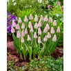 Szafirek różowy - Muscari Pink Sunrise - duża paczka! - 10 szt.