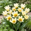 Tulipan niski - Concerto - 5 szt.