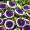 Aster - Blue Moon
