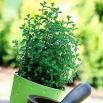 Domowy ogródek - Oregano - do uprawy w domu i na balkonie