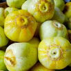 Ogórek Citron - gruntowy, żółty, cytrynowy