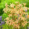 Ixia - Iksja Paniculata Eos - duża paczka! - 150 szt.