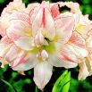 Hipeastrum - Amarylis - Aphrodite