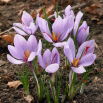 Krokus Sativus - Szafran - duża paczka! - 200 szt.