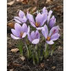 Krokus Sativus - Szafran - duża paczka! - 200 szt.