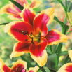 Lilia - Red Dutch